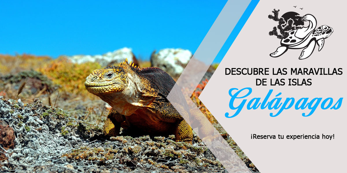 Banner--home-galapagos-with-us