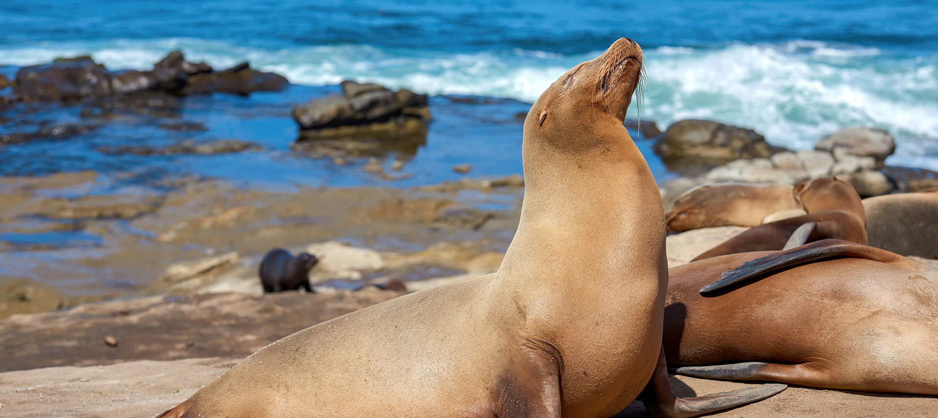 foca-galapagos-with-us